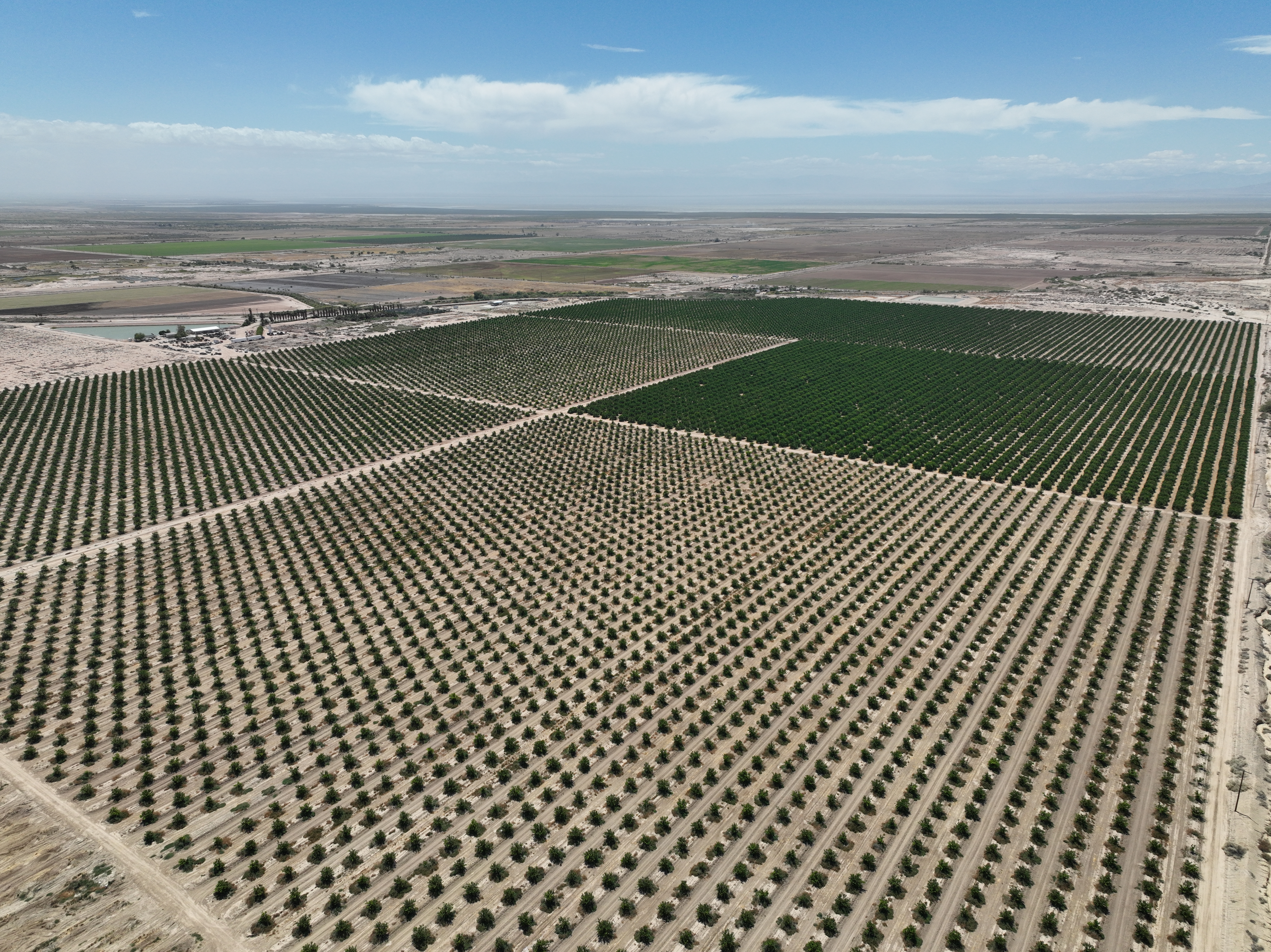 Beach Line Citrus