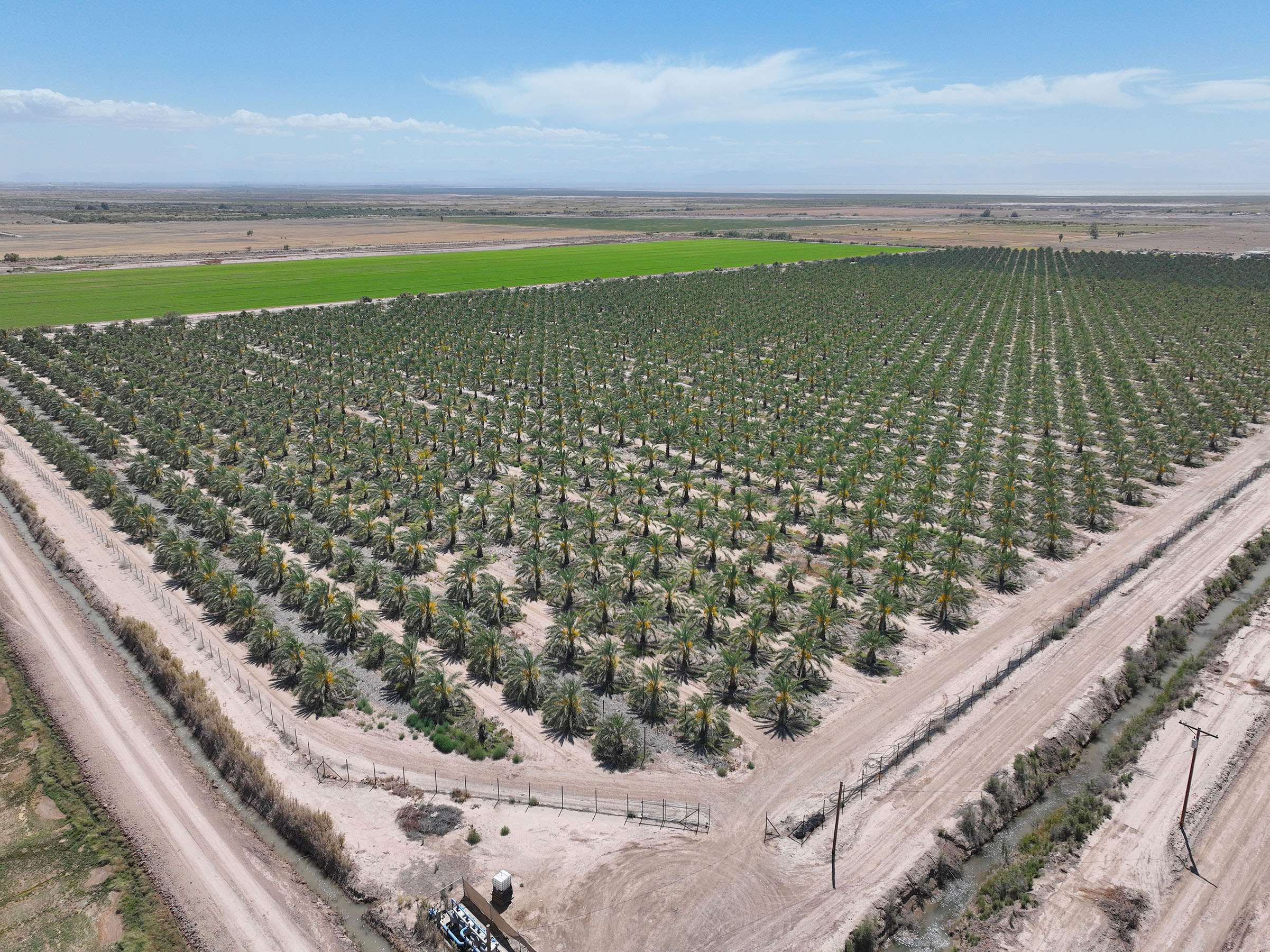 Bojax Date Farm